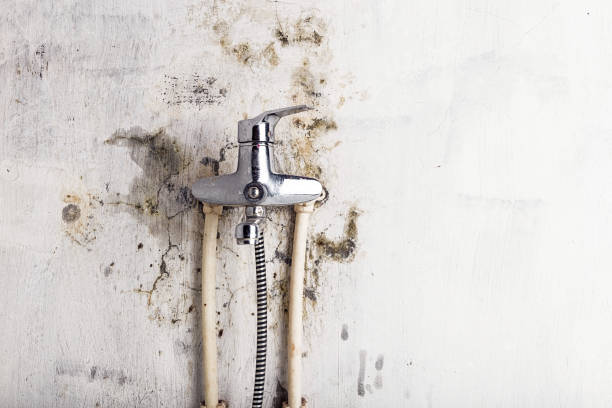 Best Black Mold Removal  in Euharlee, GA