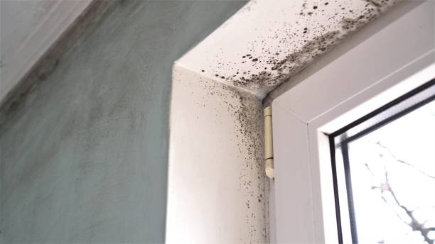 Mold Removal Process in Euharlee, GA