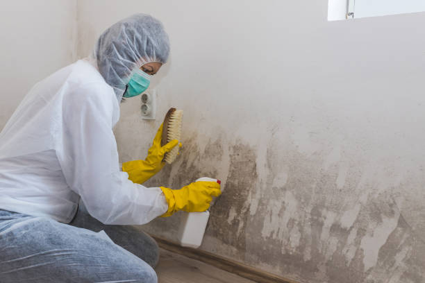 Best Same-Day Mold Removal  in Euharlee, GA