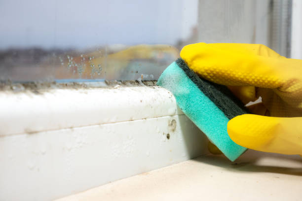Professional Mold Removal in Euharlee, GA