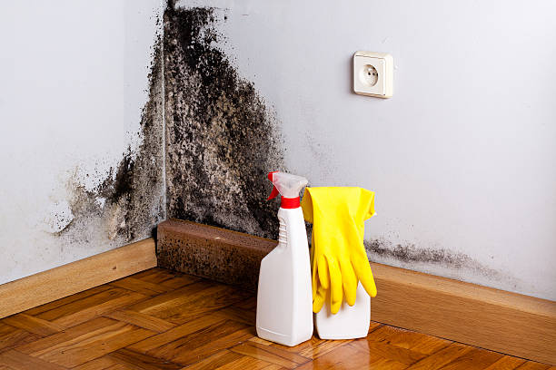 Best Professional Mold Removal  in Euharlee, GA