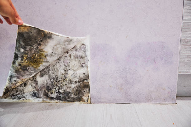 Best Emergency Mold Removal  in Euharlee, GA